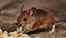 24 Hour & Emergency Exterminators in Research Triangle Pk, NC